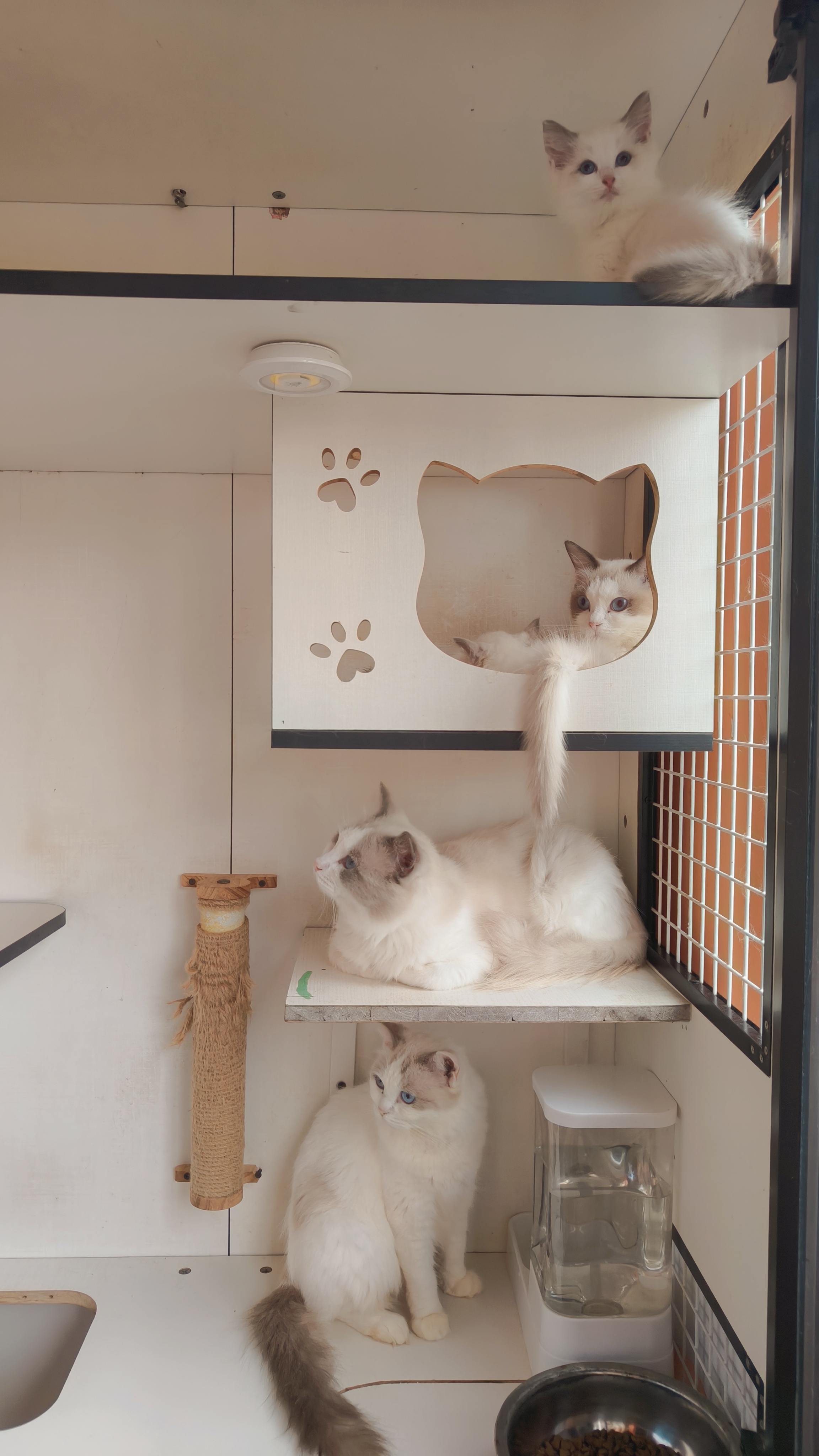 家养布偶猫,弟弟妹妹都有,健康无藓,浅色系布偶,喜欢的来！